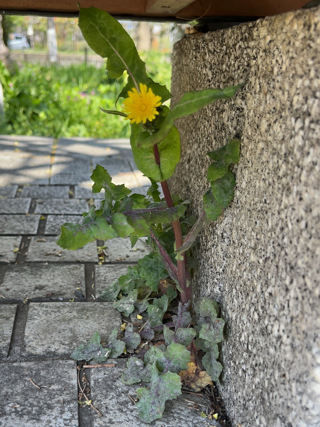 サムネ:芸術の治療薬